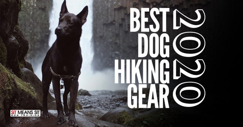 2020 Best Dog Hiking Gear