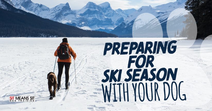 Preparing for Ski Season with Your Dog