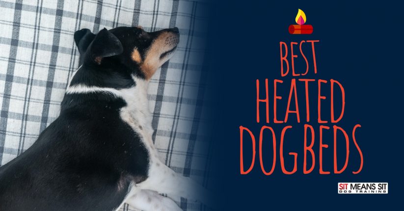 Best Heated Dog Beds