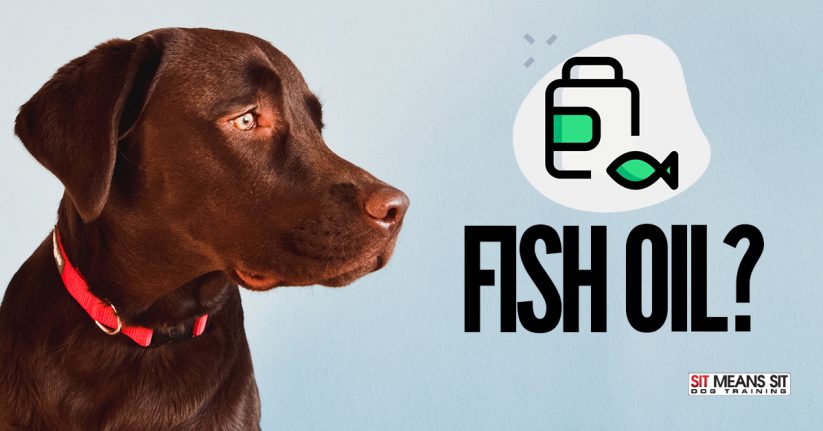 Should I Give My Dog Fish Oil in 2020?