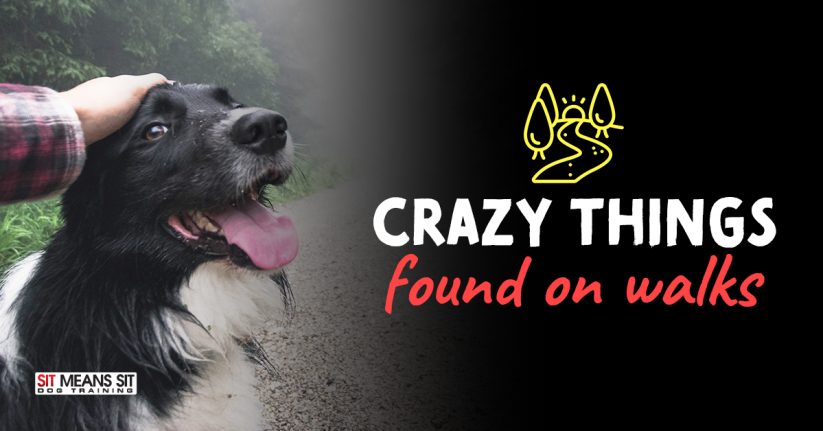 Crazy Things Dogs & Their Owners Have Found on Walks