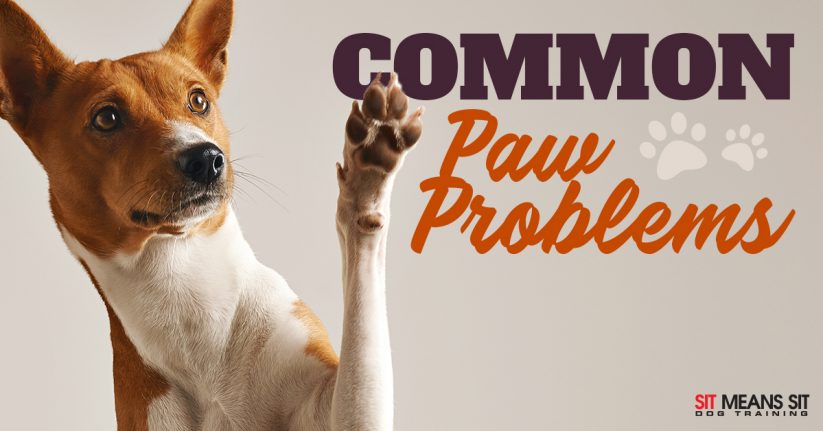 Common Dog Paw Problems