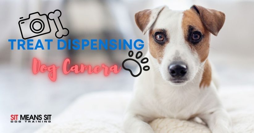 2021 Best Treat Dispensing Dog Cameras
