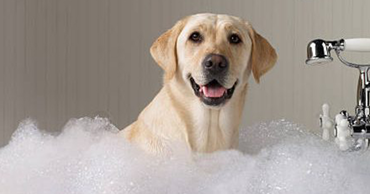 Dog Training In Longmont, CO • LongmontFirestone Obedience Training