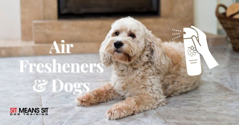 Can I Use Air Fresheners Around Dogs?
