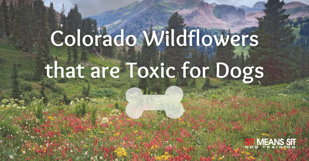 Colorado Wildflowers that are Toxic for Dogs Sit Means Sit Longmont CO