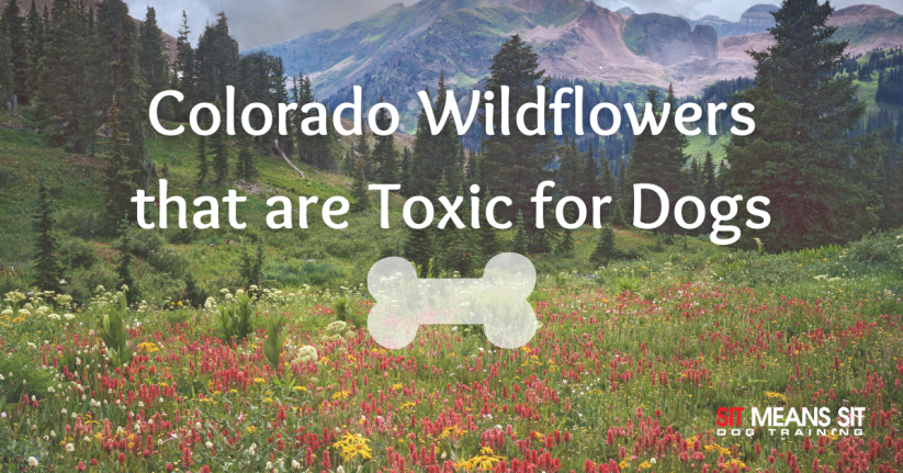 Colorado Wildflowers that are Toxic for Dogs