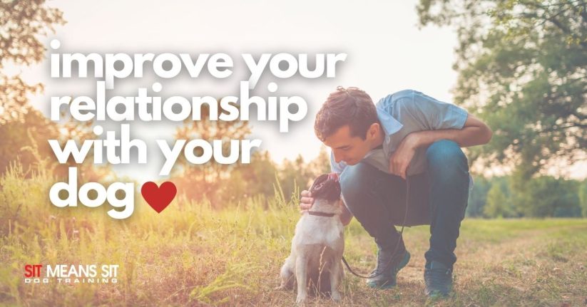 Tips for Improving Your Relationship with Your Dog