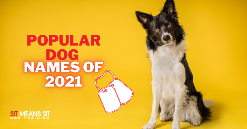 A Look Back on the Most Popular Dog Names of 2021