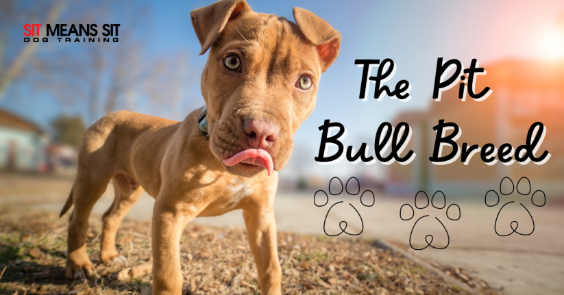 Everything You Need to Know About Pit Bull Breeds