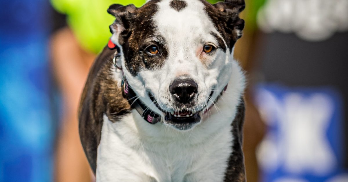 Dog Training In Longmont, CO • LongmontFirestone Obedience Training