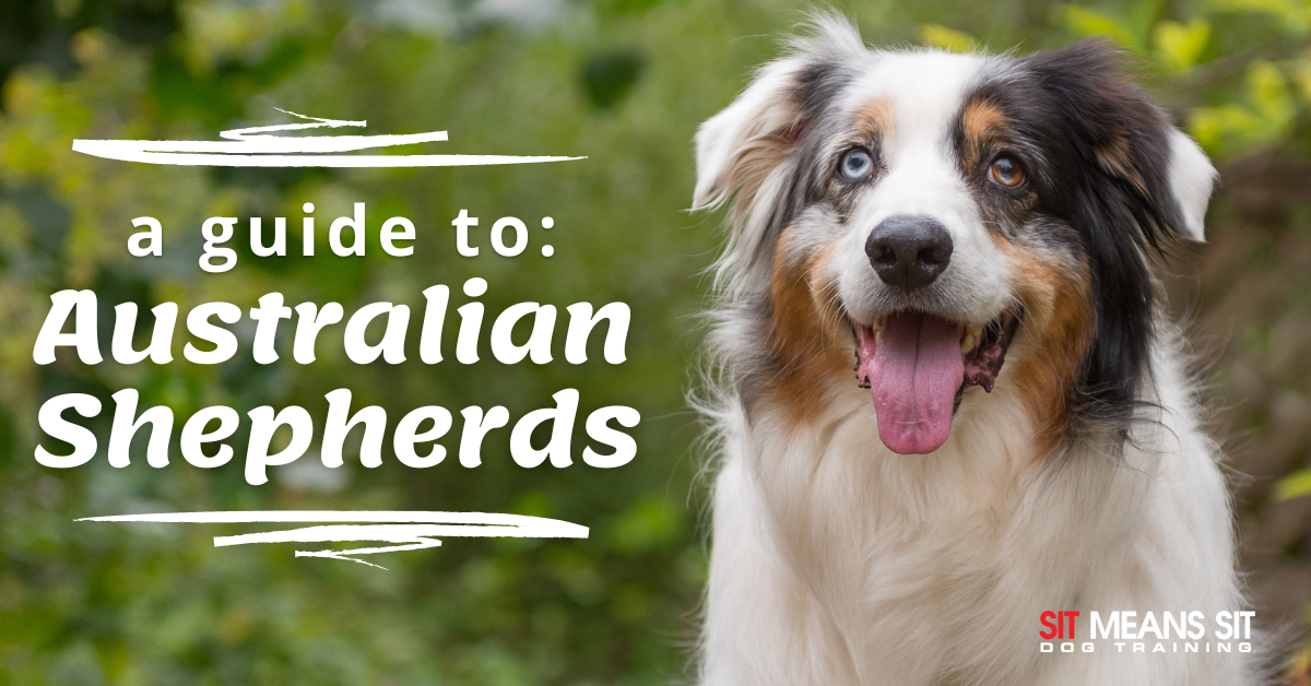 Everything You Need to Know About Australian Shepherds | Sit Means Sit ...