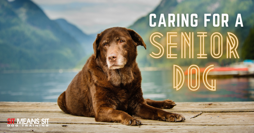 Caring for a senior dog poster