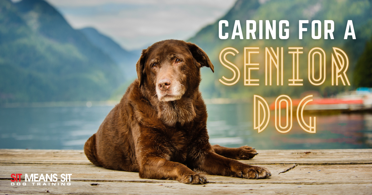 Caring for a senior dog poster