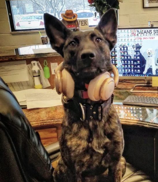A dog wearing headphones sitting on a chair