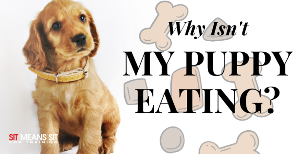 Why isn't my puppy eating poster