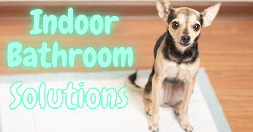 The Best Indoor Bathroom Solutions for Dogs