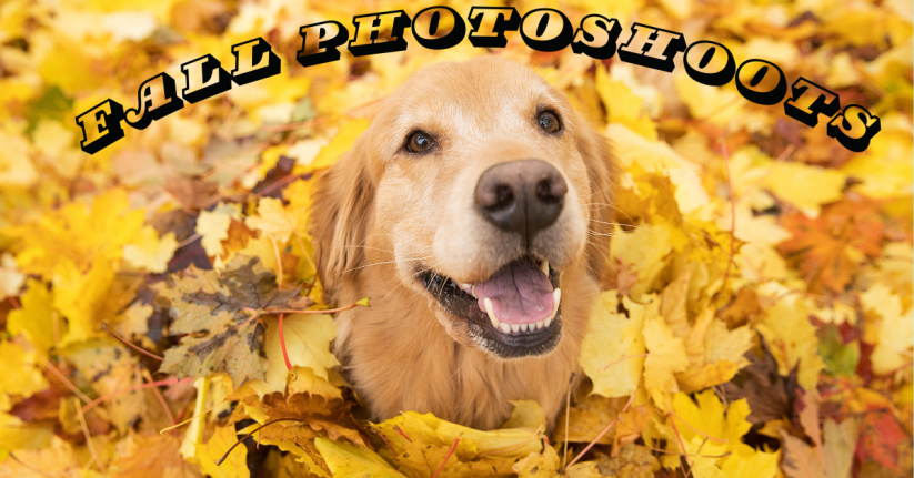 How to Take the Best Fall Photos of Your Dog