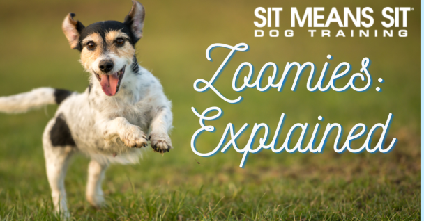Dog Zoomies: Explained