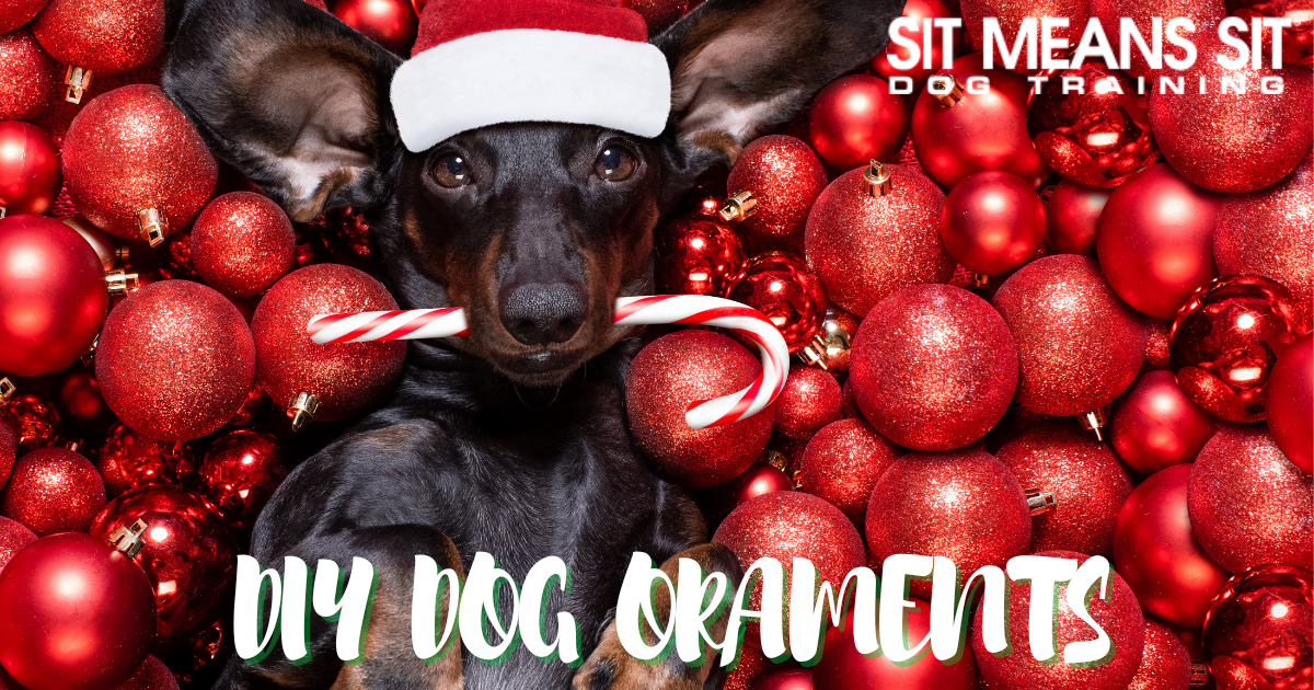 DIY Holiday Dog Ornaments Sit Means Sit Longmont CO