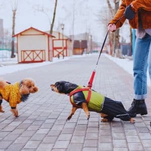 Aggressive Dog