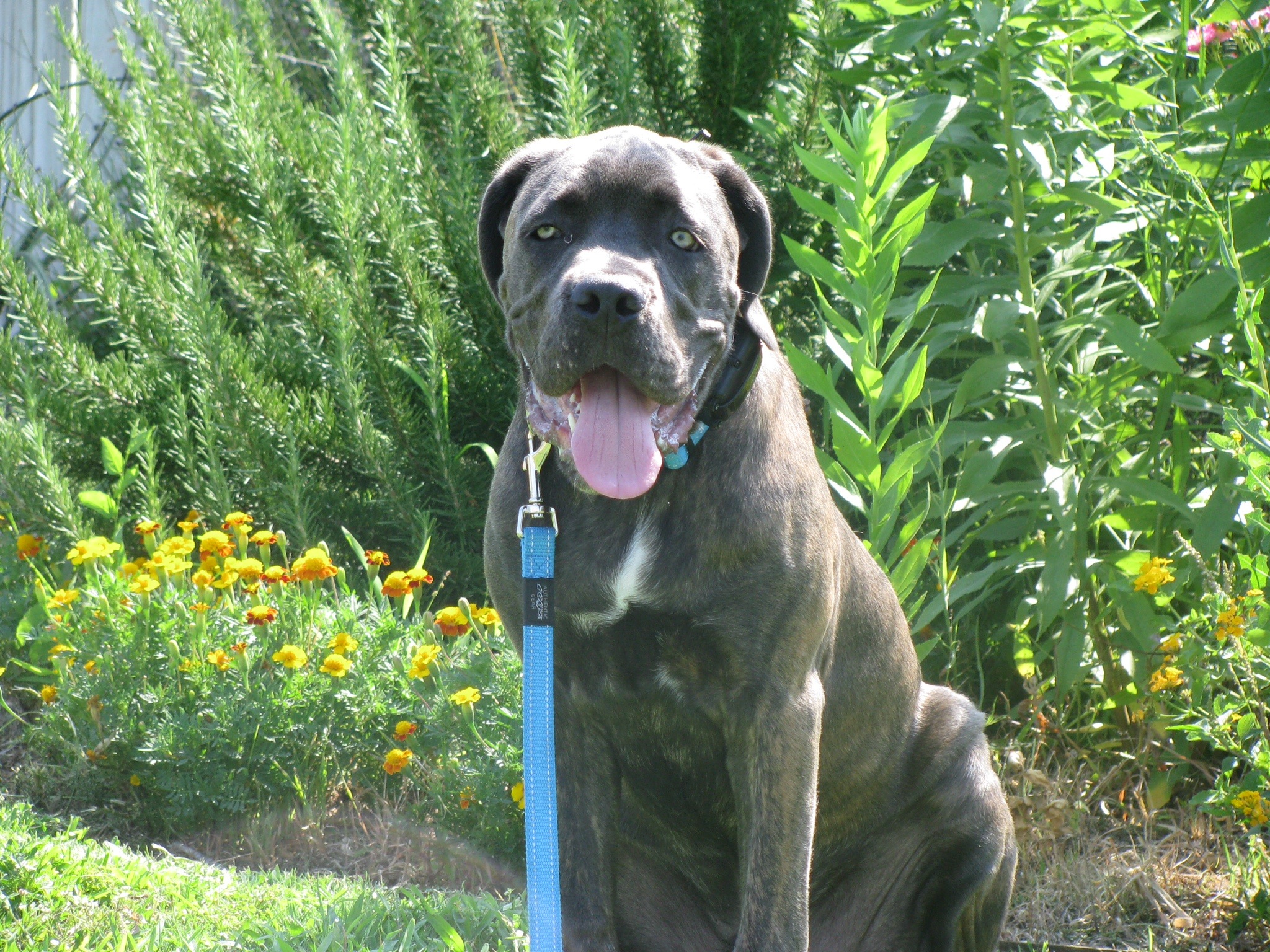 Cane Corso Puppy Training Sit Means Sit Madison