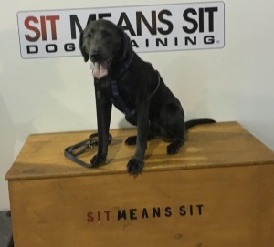 Moses_Silver_Lab_Training