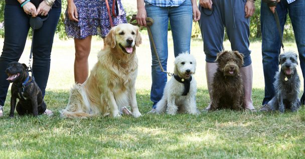 Group of Dogs with owners