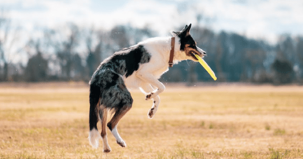 Dog Playing with disc by jumping