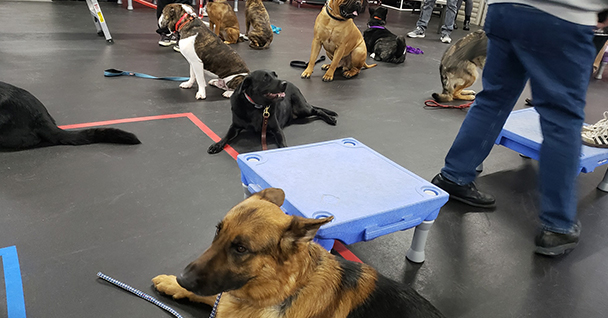 A group of dogs sitting in a training class, with a person standing nearby.