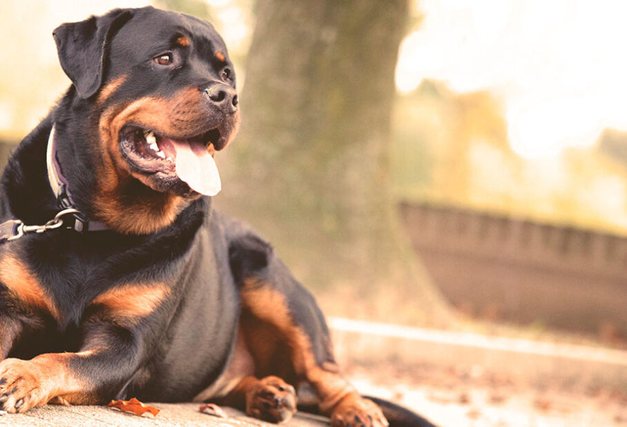 A Rottweiler lying down on a path, enjoying a sunny day outdoors.