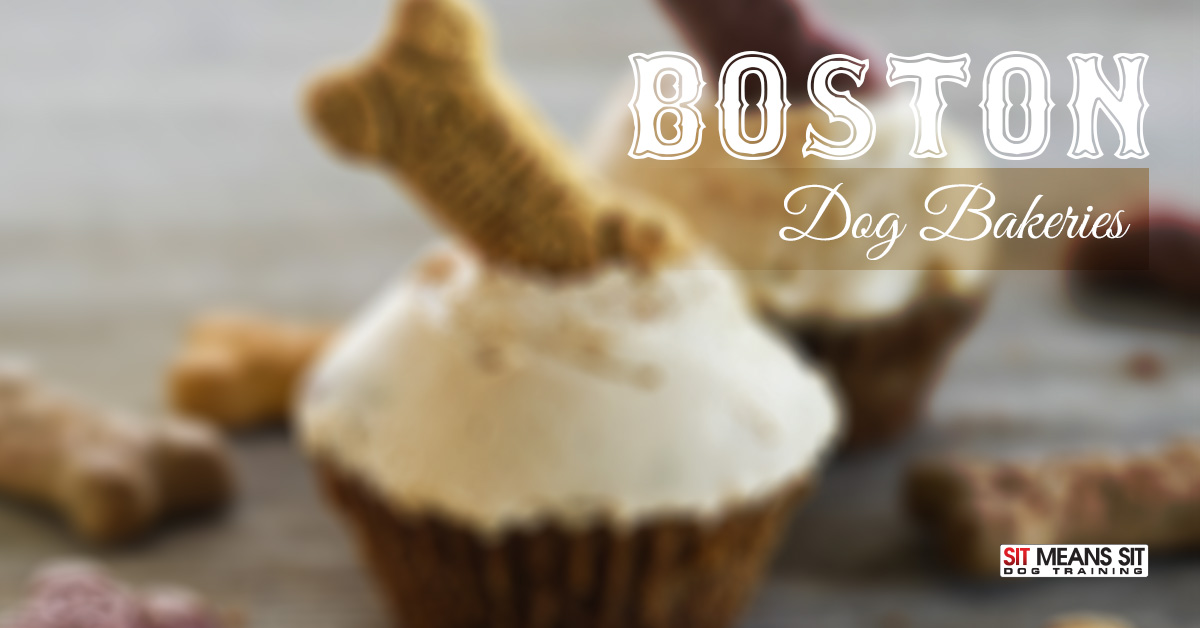 Best Dog Bakeries In Boston Sit Means Sit Massachusetts