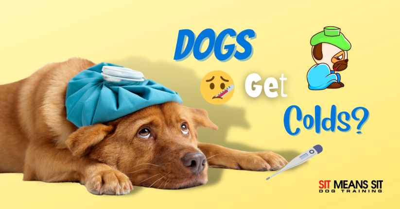 Can Dogs Catch a Cold?