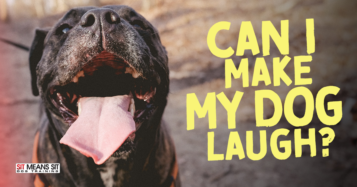 Can I Make My Dog Laugh? | Sit Means Sit - Massachusetts