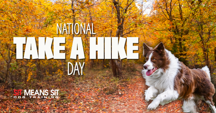Celebrating National Take A Hike Day With Dog-Friendly Trails Near Boston