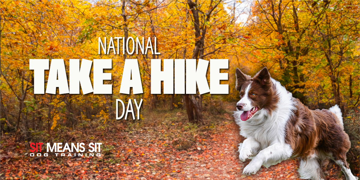 Celebrating National Take A Hike Day With Dog-Friendly Trails Near Boston
