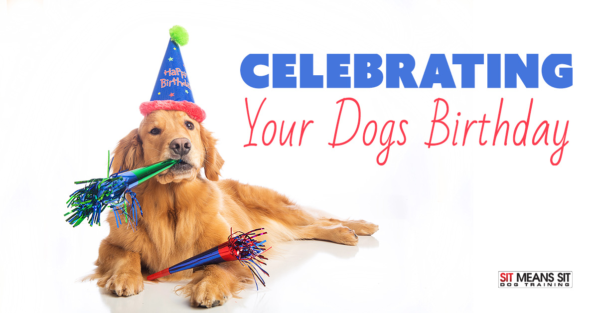 Celebrating Your Dog’s Birthday | Sit Means Sit - Massachusetts