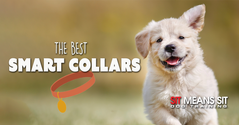 Check Out These Amazing Smart Collars For Dogs