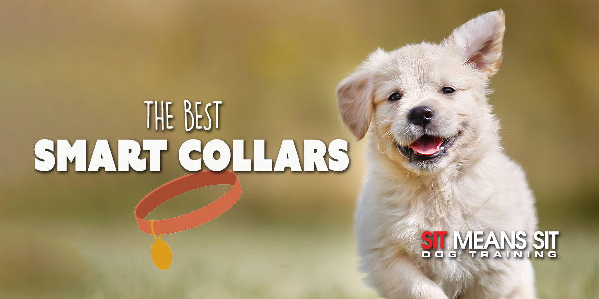 Check Out These Amazing Smart Collars For Dogs