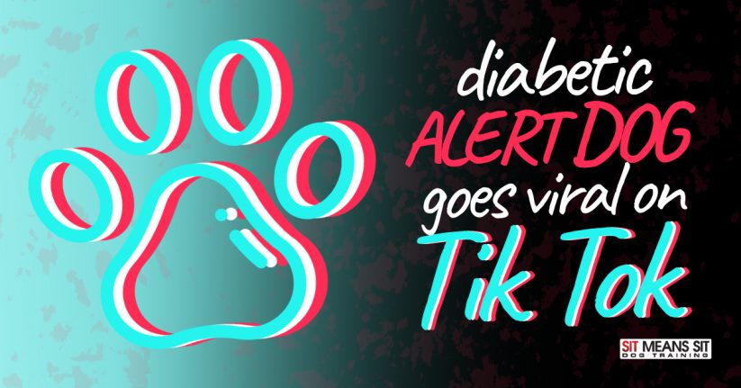 Diabetic Alert Dog Goes Viral on TikTok