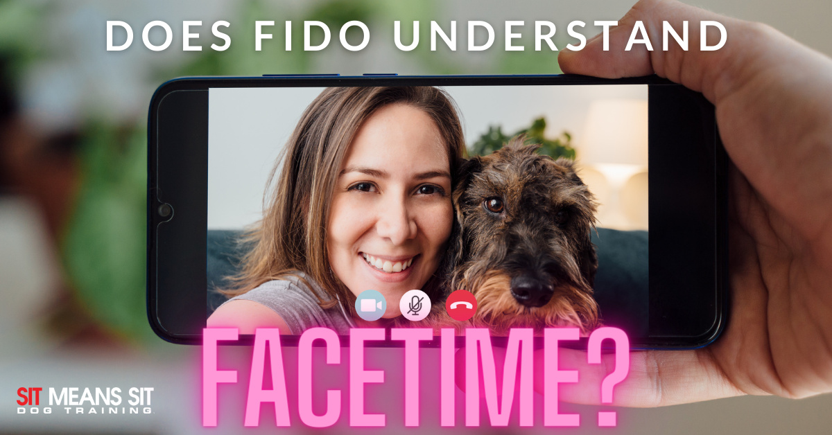 ¿Cómo enseño a mi perro a entender FaceTime?