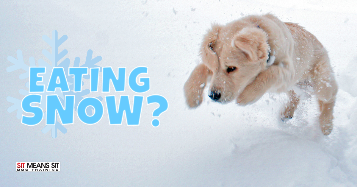 Can My Dog Eat Snow?