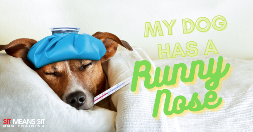 My dog has a runny nose poster