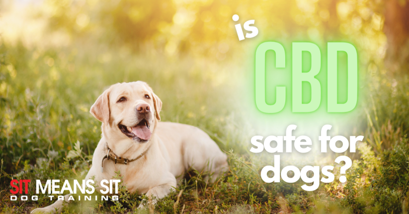Is CBD safe for dogs poster