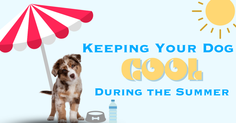 Keeping Your Dog Cool During the Summer