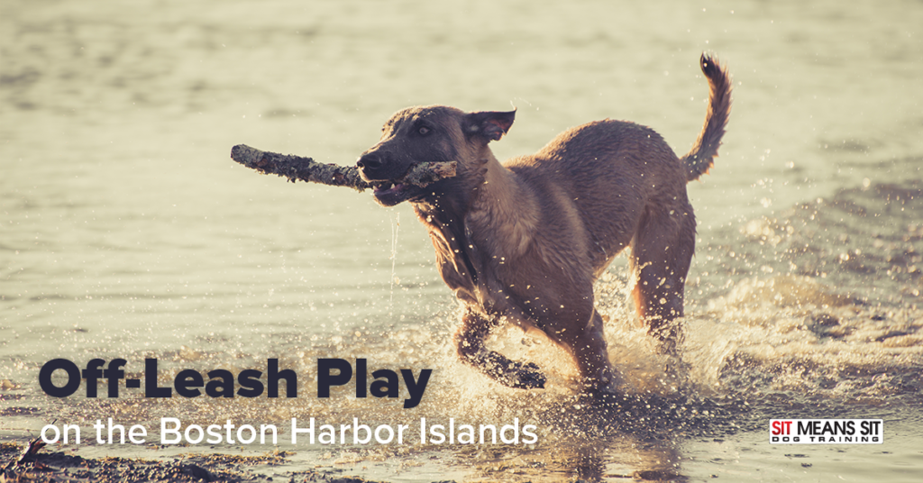 off leash play on the boston harbor islands