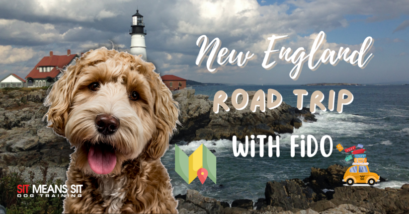 Plan a New England Road Trip with Your Canine