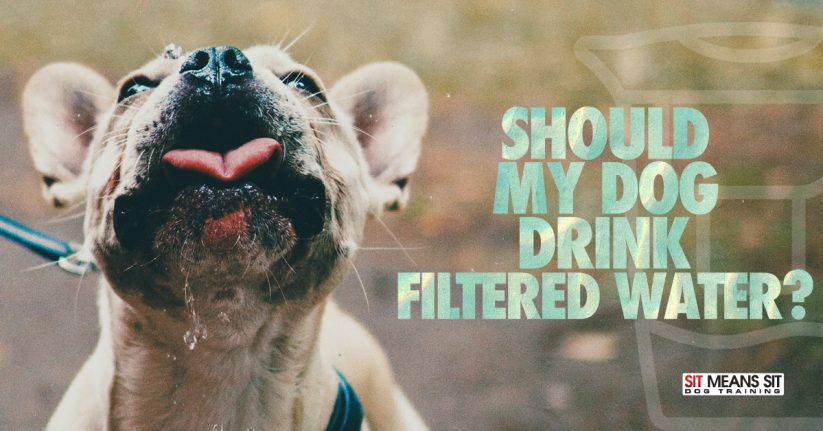 Should My Dog Drink Filtered Water?