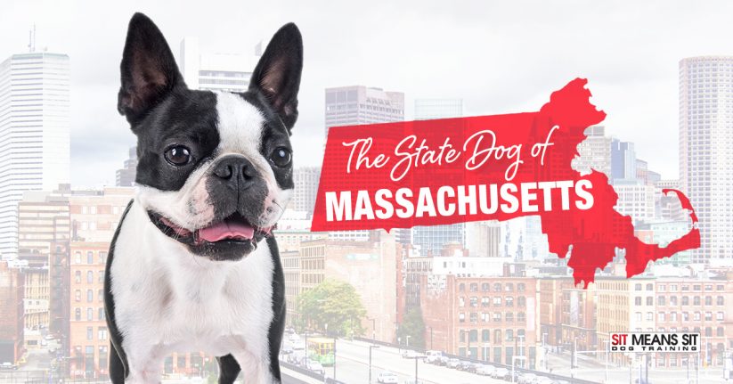 The State Dog of Massachusetts