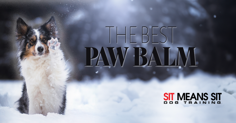 The Best Paw Balms To Protect Your Dog This Winter